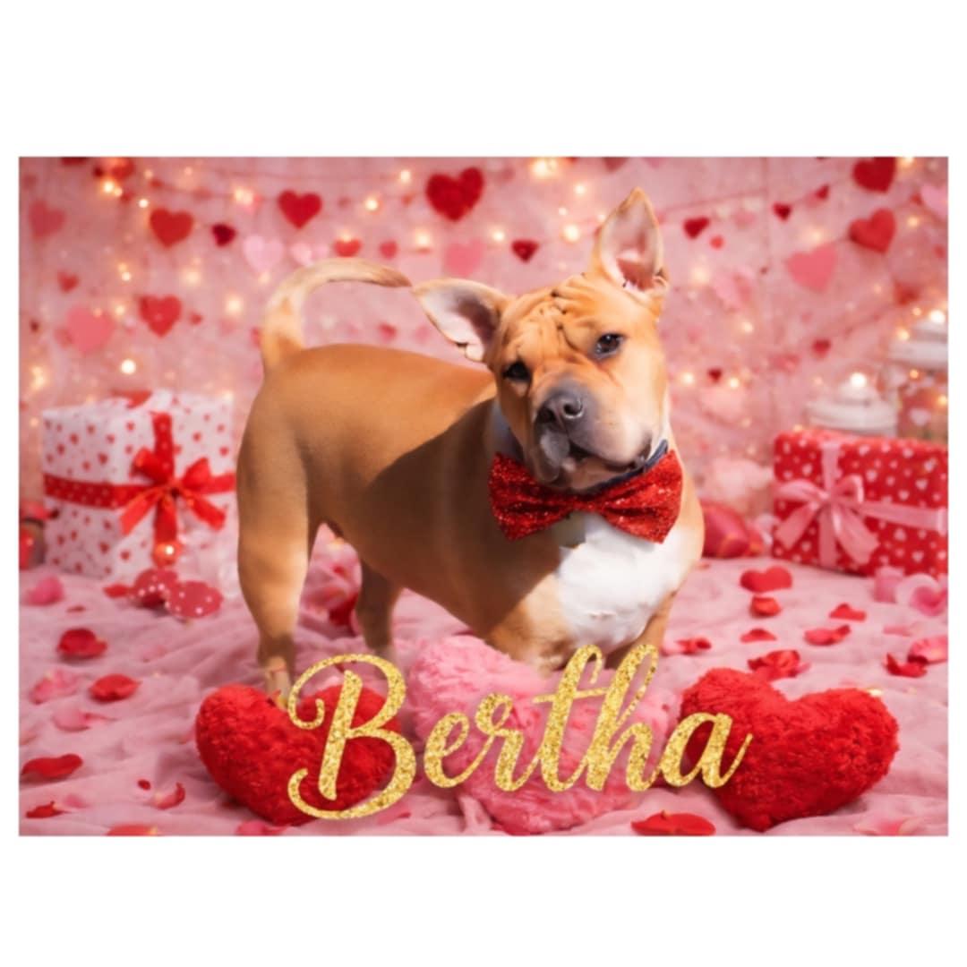 Bertha, a Adoptable mixed breed in Appin, ON image 5/6
