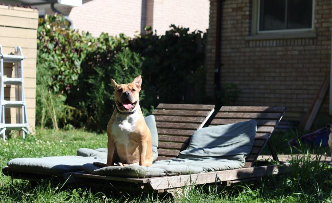 Bertha, a Adoptable mixed breed image 3/6