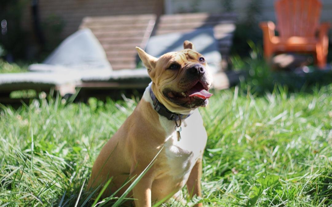 Bertha, a Adoptable mixed breed image 4/6