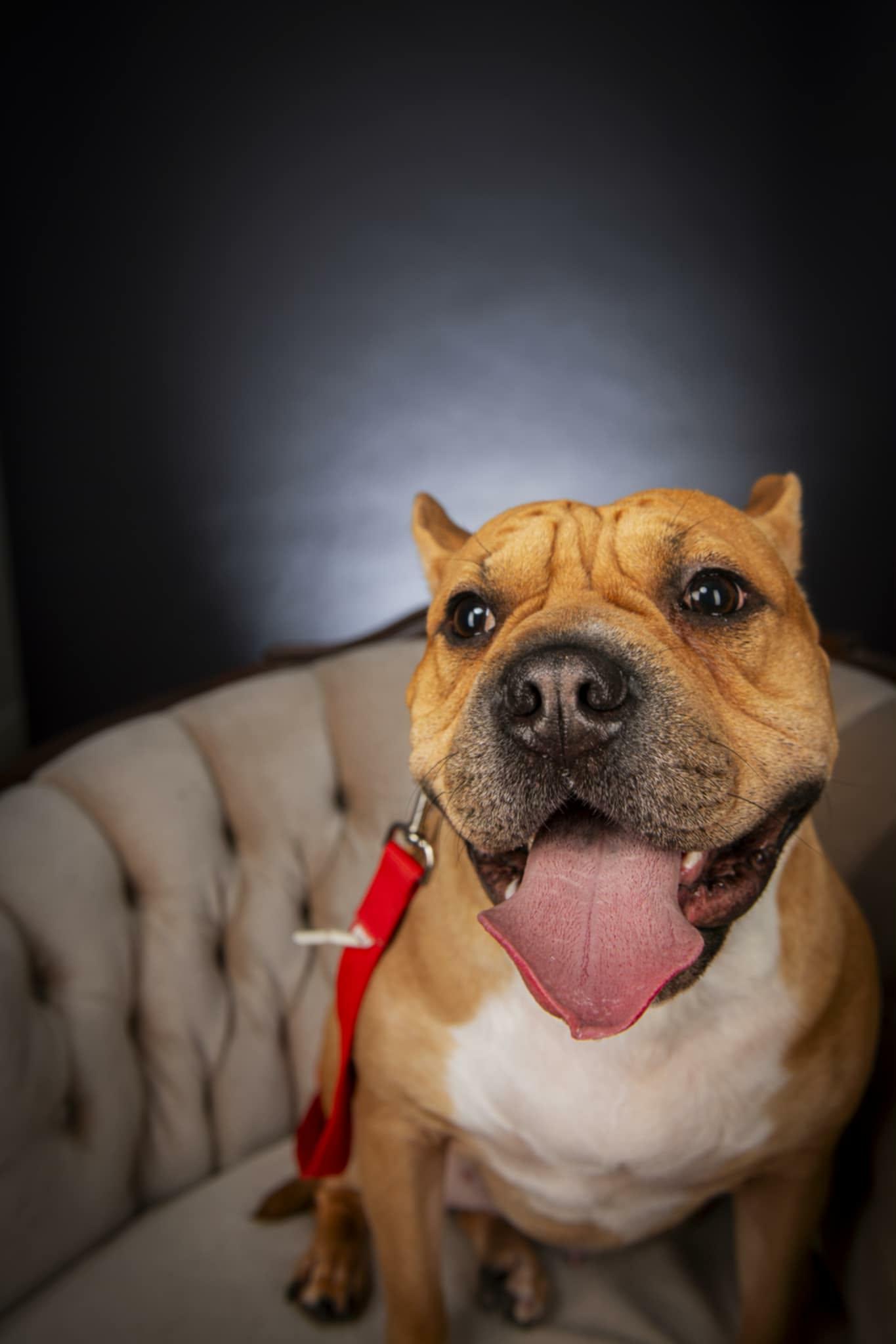 Bertha, a Adoptable mixed breed in Appin, ON image 6/6