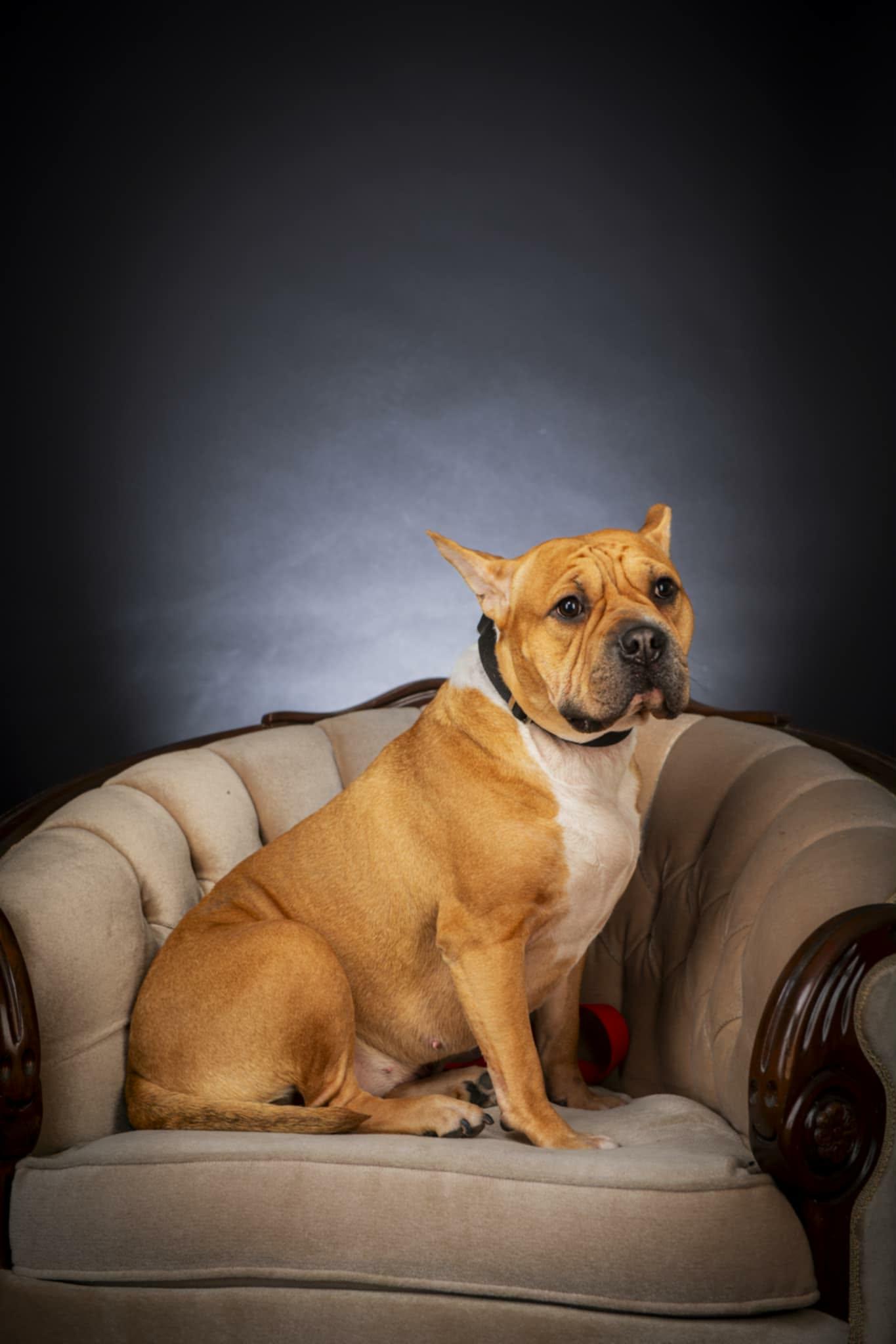 Bertha, a Adoptable mixed breed in Appin, ON image 1/6