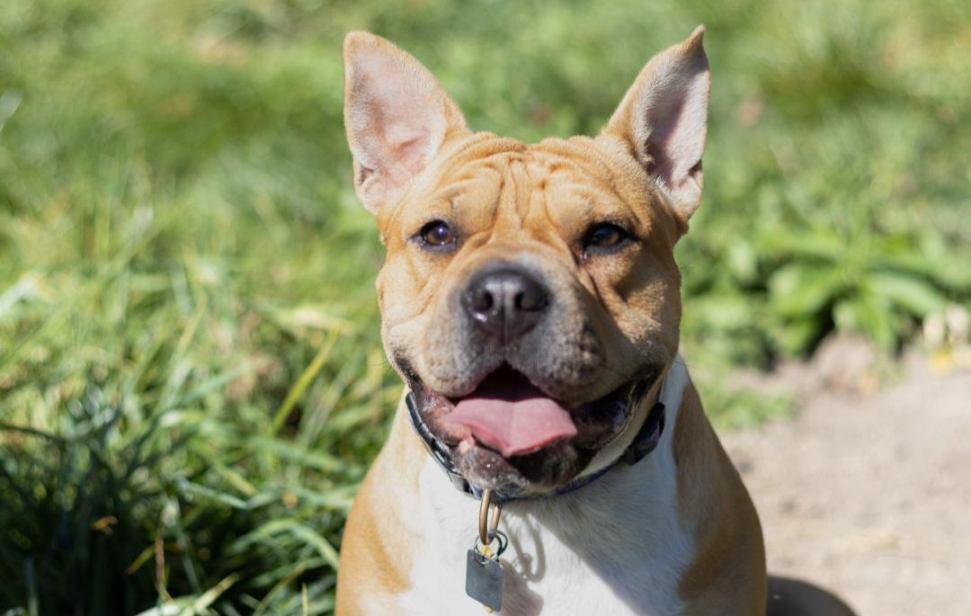 Bertha, a Adoptable mixed breed image 1/6