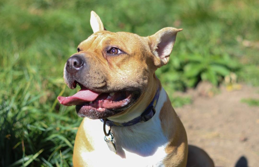 Bertha, a Adoptable mixed breed image 5/6