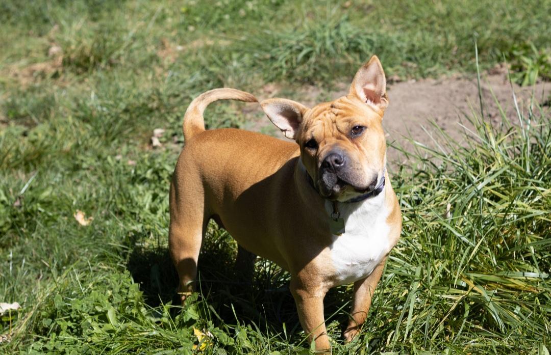 Bertha, a Adoptable mixed breed image 6/6