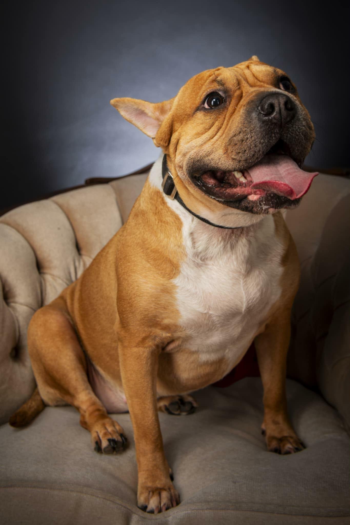 Bertha, a Adoptable mixed breed in Appin, ON image 4/6