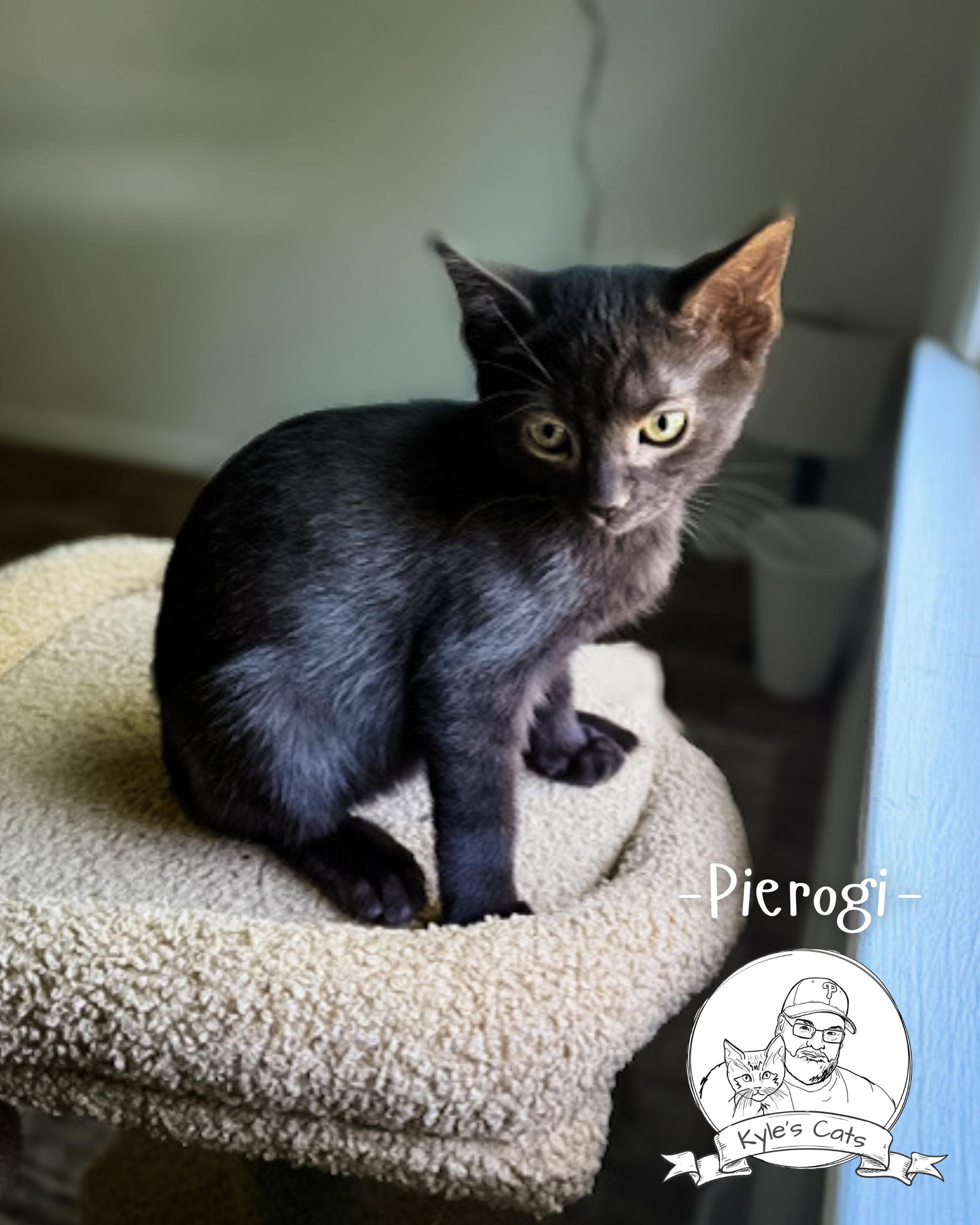 PIEROGI, Adopted, Kitten Male Domestic Short Hair.
