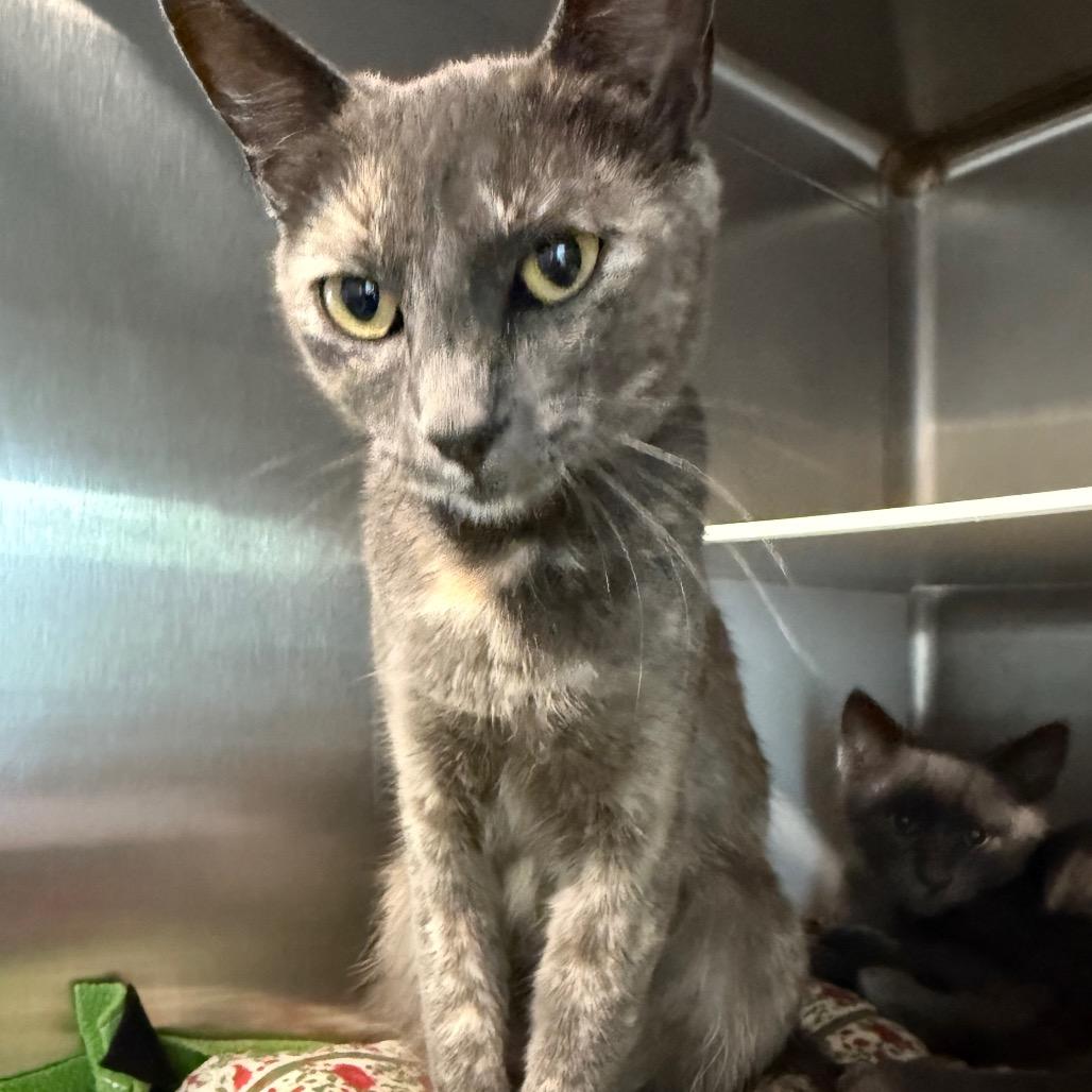 Kitty (Mom), Adoptable, Adult Female Domestic Short Hair.