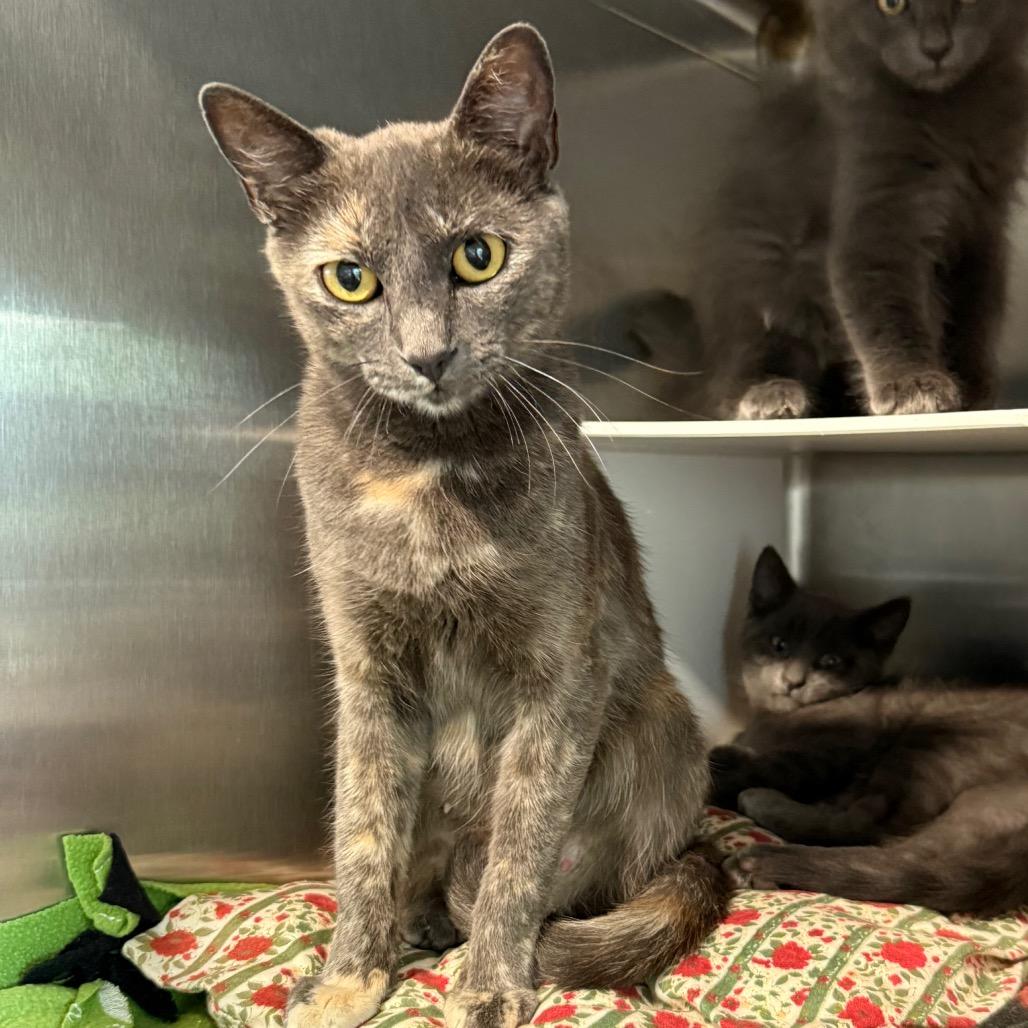 Kitty (Mom), a Adoptable Domestic Short Hair in Cedaredge, CO image 2/4