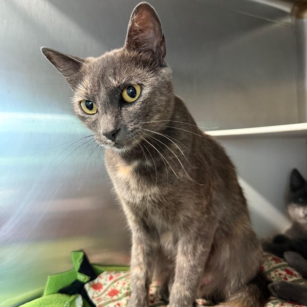 Kitty (Mom), a Adoptable Domestic Short Hair in Cedaredge, CO image 3/4