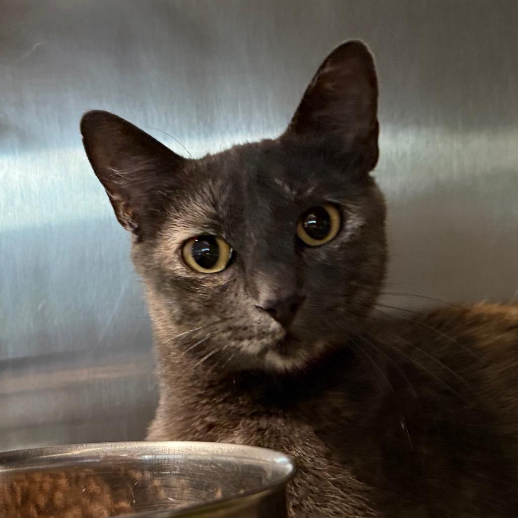 Kitty (Mom), a Adoptable Domestic Short Hair in Cedaredge, CO image 4/4