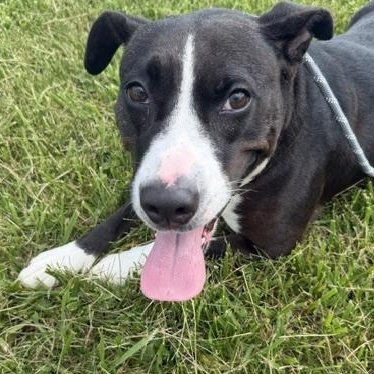 Sophia, ADOPTABLE, Adult Female Labrador Retriever & Pit Bull Terrier.