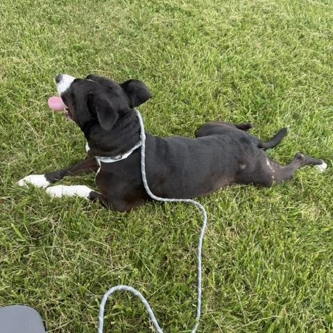Sophia, a ADOPTABLE mixed breed in Bryan, OH image 3/4