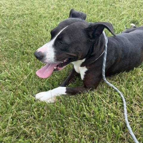 Sophia, a ADOPTABLE mixed breed in Bryan, OH image 2/4