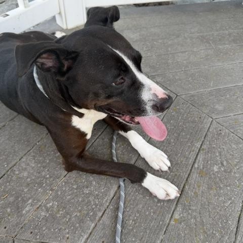 Sophia, a ADOPTABLE mixed breed in Bryan, OH image 4/4