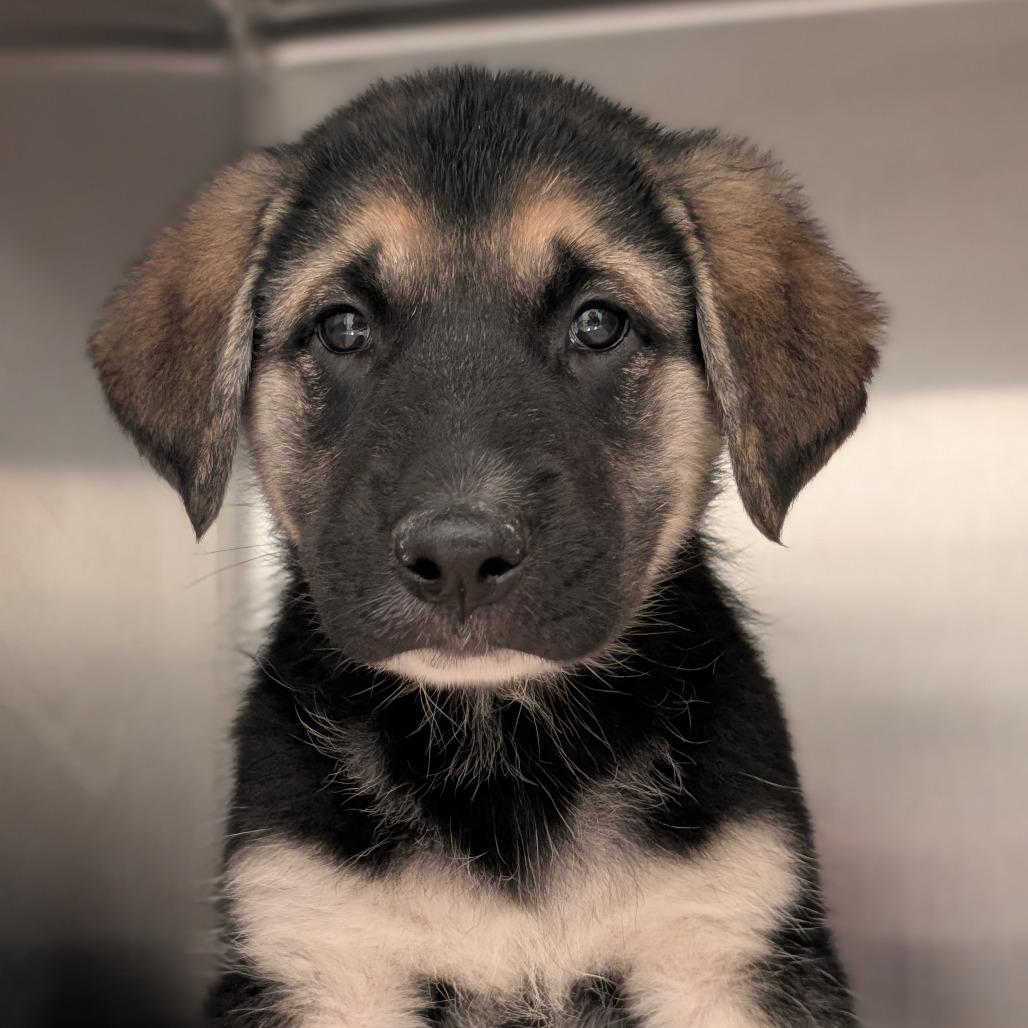 Walnut, Adoptable, Puppy Male German Shepherd Dog.