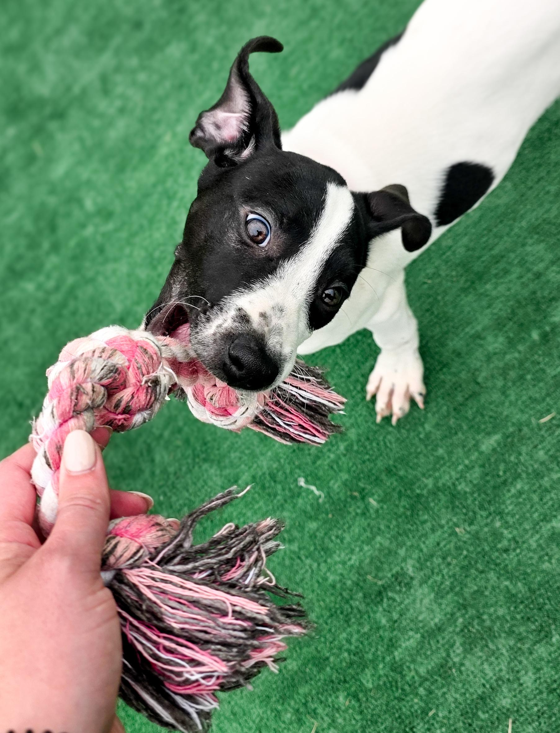 Daisy, an adopted mixed breed in Laurel, MT image 6/6