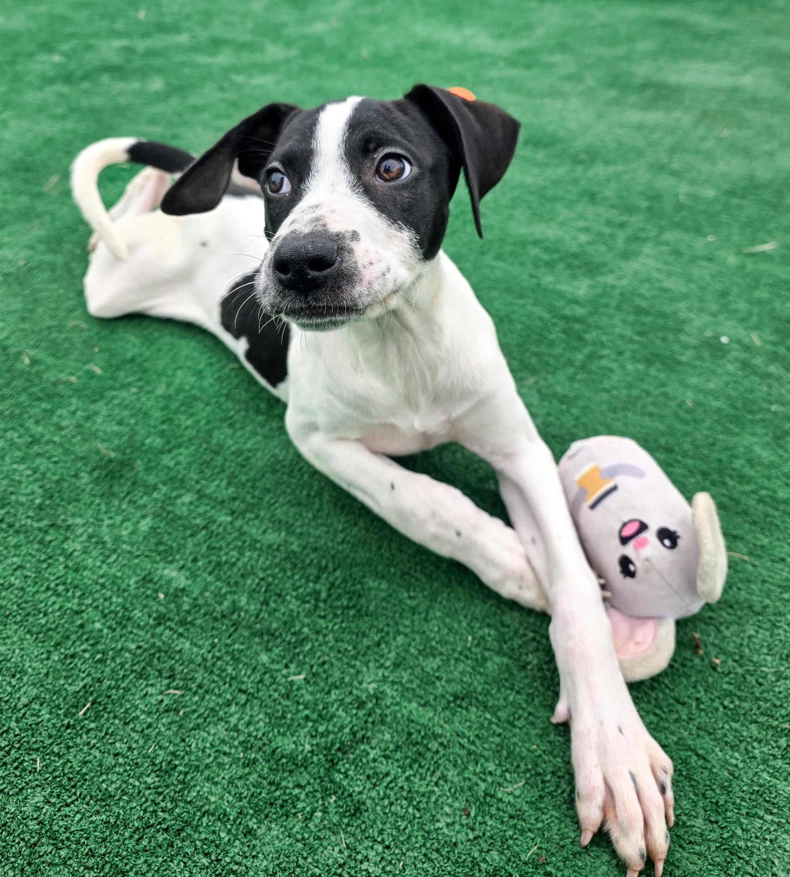 Daisy, an adopted mixed breed in Laurel, MT image 2/6