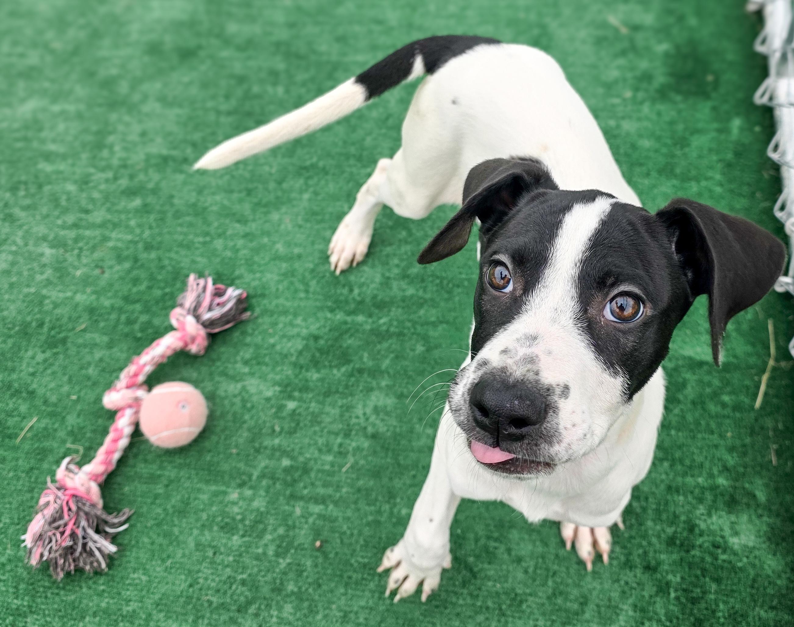 Daisy, an adopted mixed breed in Laurel, MT image 5/6