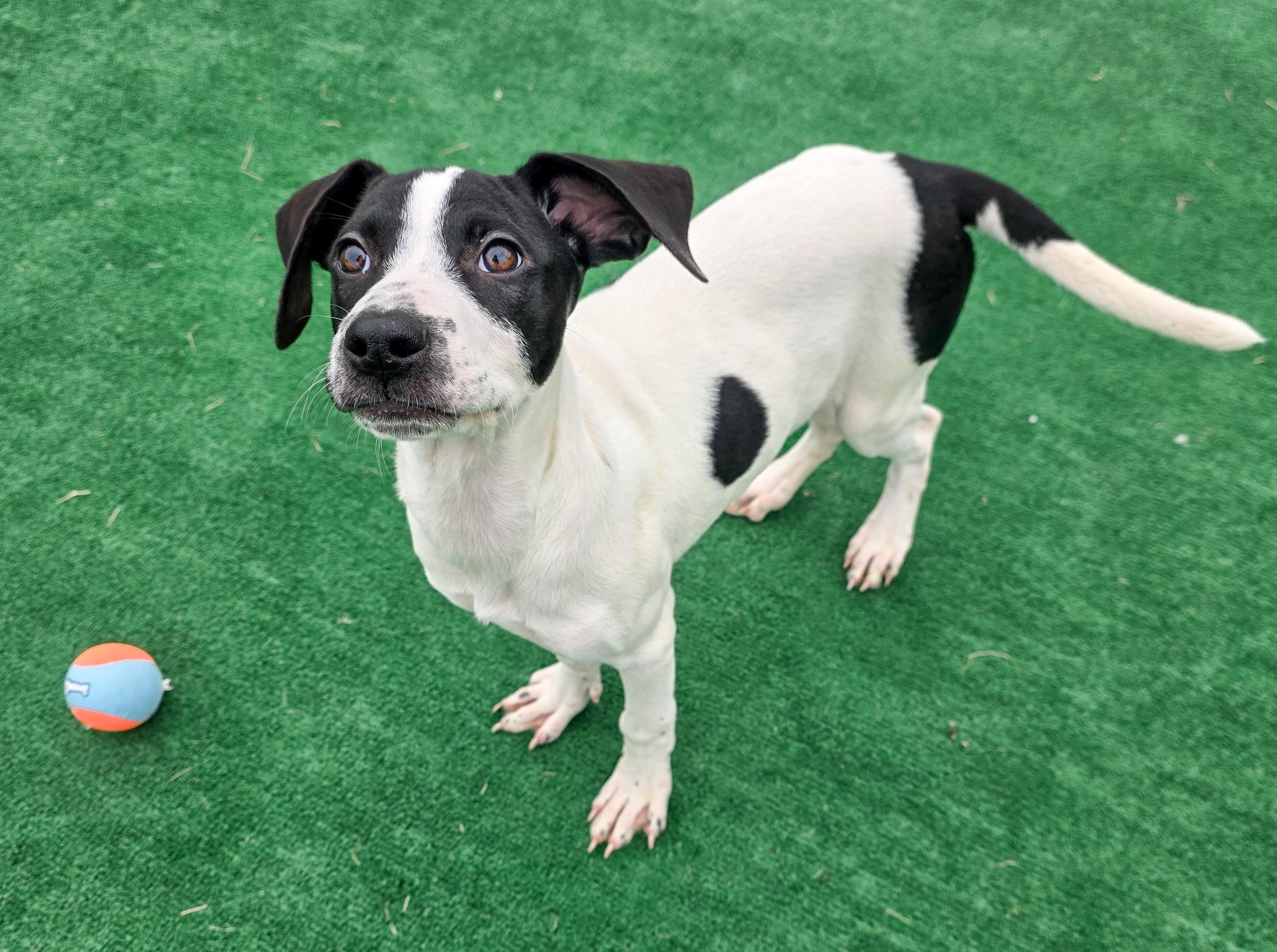 Daisy, an adopted mixed breed in Laurel, MT image 3/6
