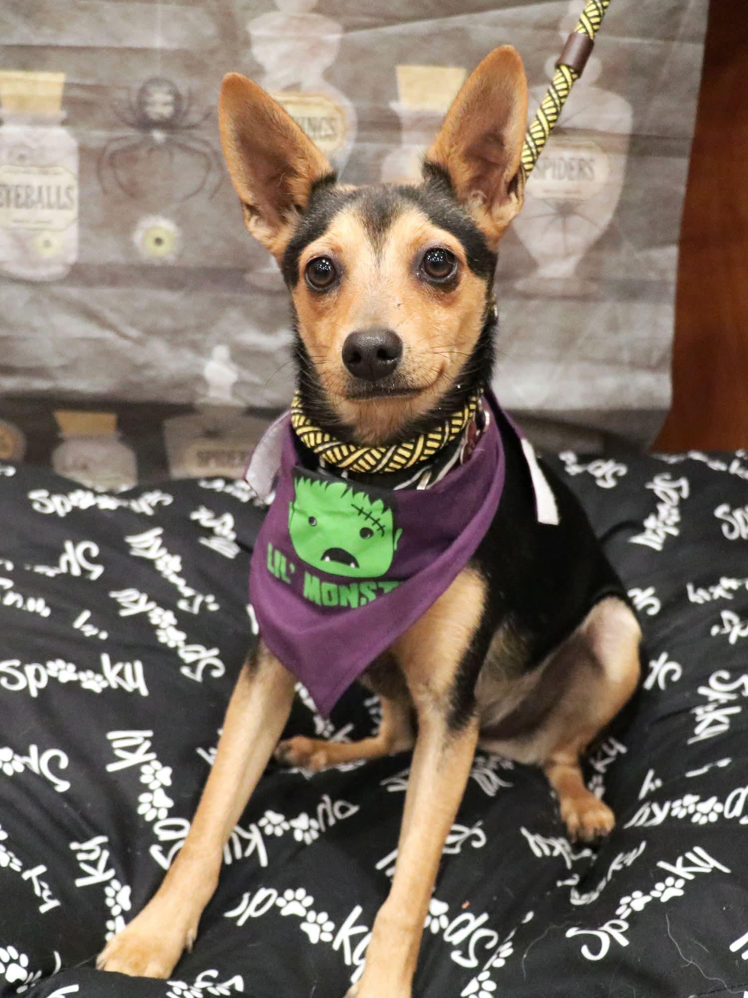Enlarge Sosa, a Adoptable Chihuahua in Apple Valley, CA image 1/2