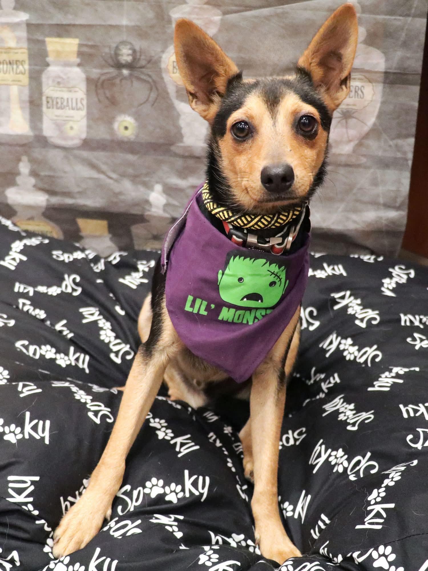 Enlarge Sosa, a Adoptable Chihuahua in Apple Valley, CA image 2/2