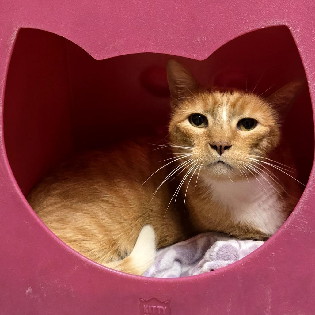 Enlarge Chayton, a Adoptable Domestic Short Hair in Waukesha, WI image 1/1