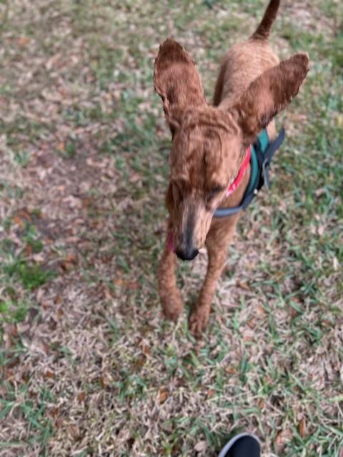 Enlarge Ruby Red. , a ADOPTABLE Goldendoodle in Maitland, FL image 4/5