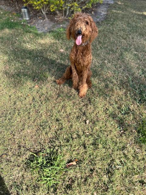 Enlarge Ruby Red. , a ADOPTABLE Goldendoodle in Maitland, FL image 3/5
