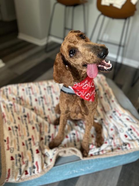 Enlarge Ruby Red. , a ADOPTABLE Goldendoodle in Maitland, FL image 2/5