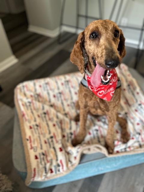 Enlarge Ruby Red. , a ADOPTABLE Goldendoodle in Maitland, FL image 5/5