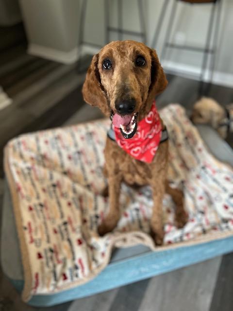Enlarge Ruby Red. , a ADOPTABLE Goldendoodle in Maitland, FL image 1/5