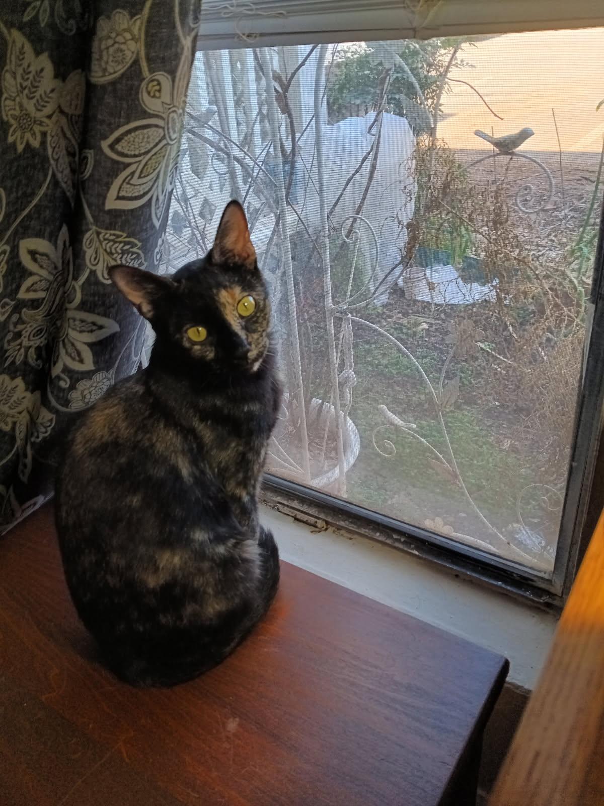 Enlarge Marble, a Adopted Domestic Short Hair in Alpharetta, GA image 1/3