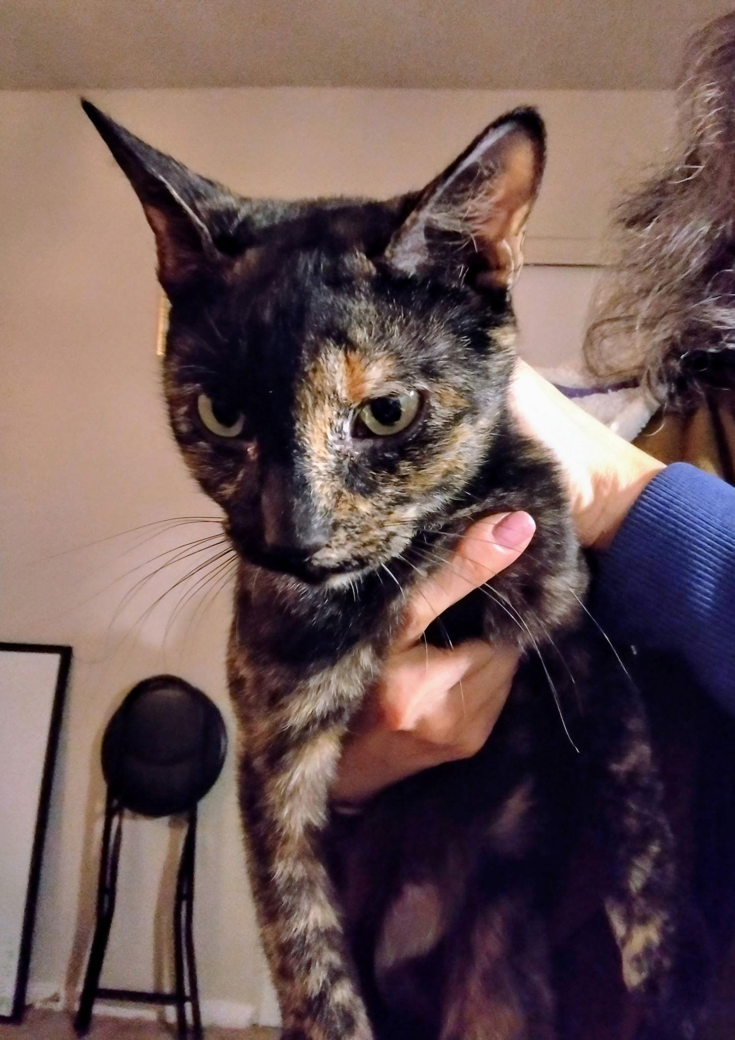 Enlarge Marble, a Adopted Domestic Short Hair in Alpharetta, GA image 2/3