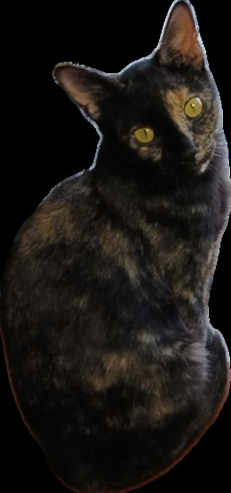 Enlarge Marble, a Adopted Domestic Short Hair in Alpharetta, GA image 3/3