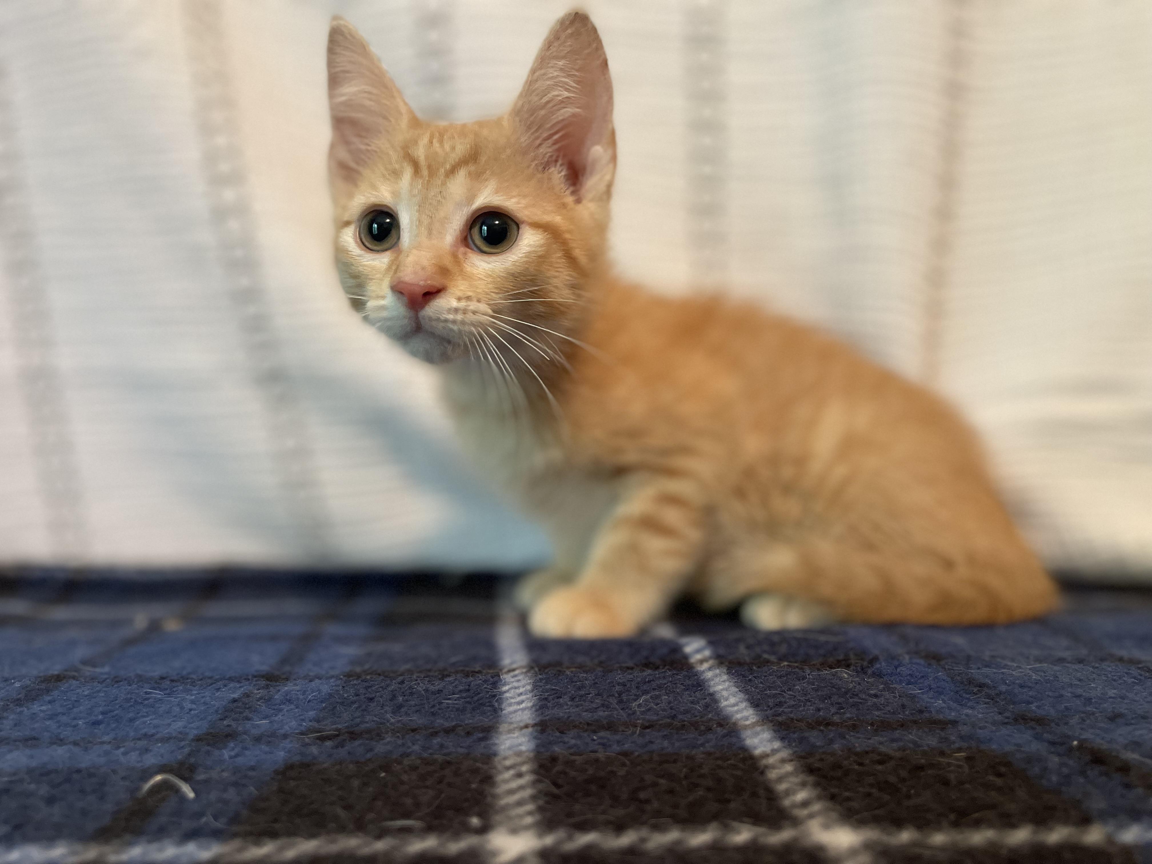 Fuji, ADOPTABLE, Kitten Male Domestic Short Hair.