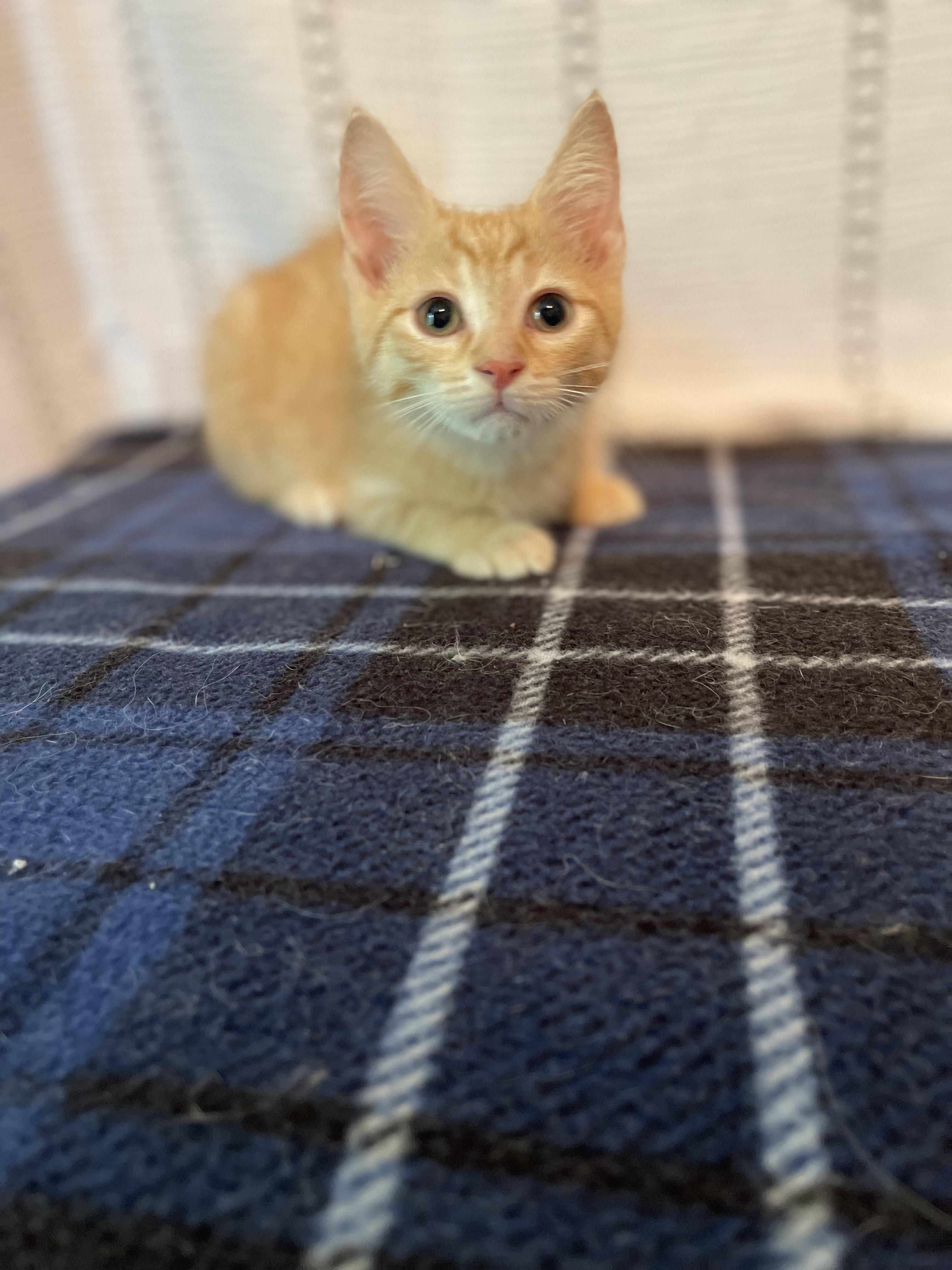 Enlarge Fuji, a ADOPTABLE Domestic Short Hair in Racine, WI image 4/6