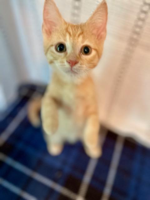 Enlarge Fuji, a ADOPTABLE Domestic Short Hair in Racine, WI image 2/6