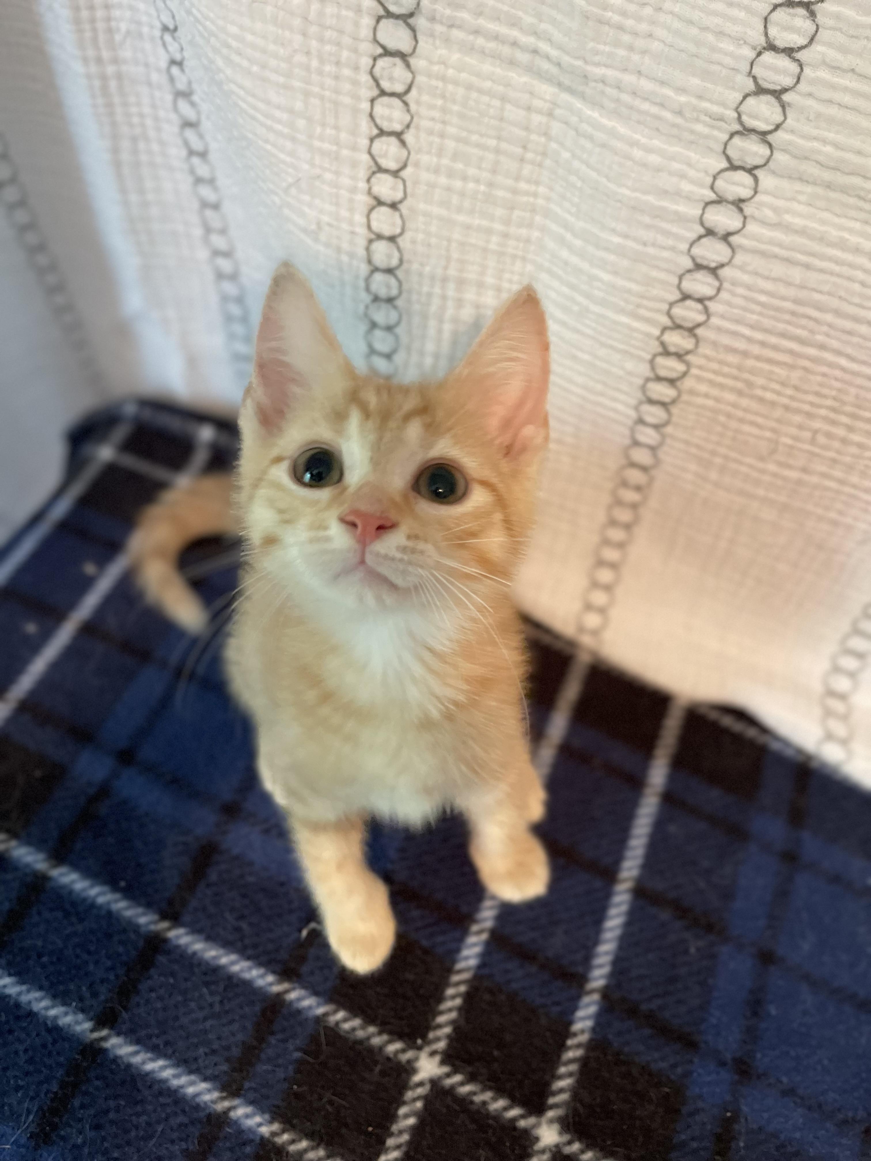 Enlarge Fuji, a ADOPTABLE Domestic Short Hair in Racine, WI image 3/6