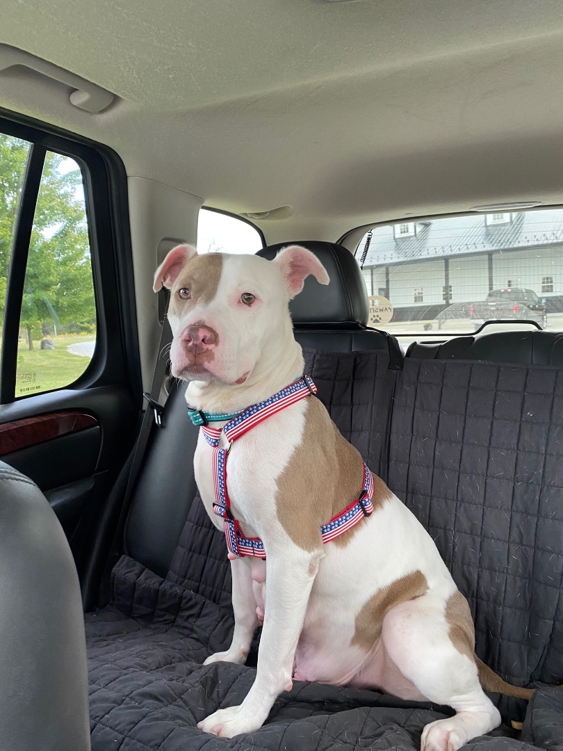 Enlarge Scarlet, a Adoptable Pit Bull Terrier in Union City, IN image 1/3