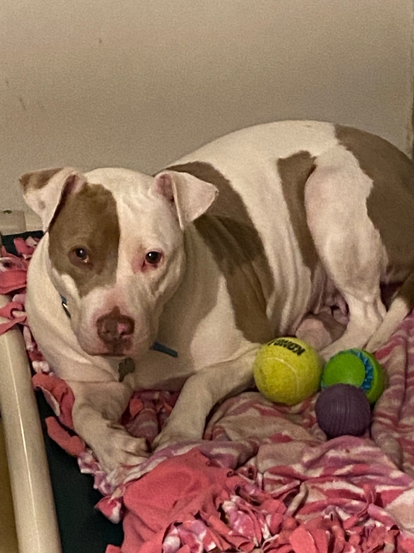 Enlarge Scarlet, a Adoptable Pit Bull Terrier in Union City, IN image 2/3