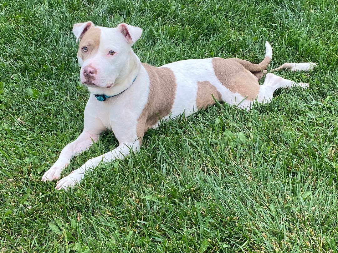 Enlarge Scarlet, a Adoptable Pit Bull Terrier in Union City, IN image 3/3