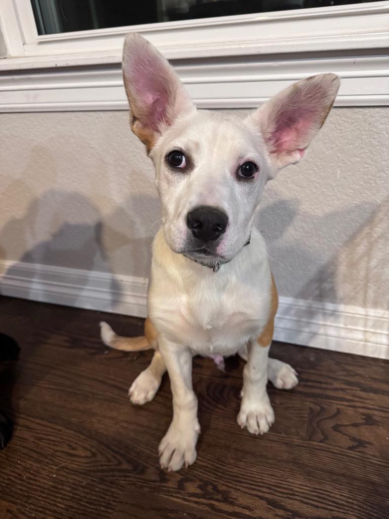Enlarge Gro, a Adoptable mixed breed in Fort Lupton, CO image 1/6