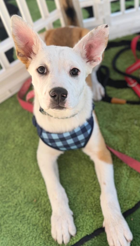 Enlarge Gro, a Adoptable mixed breed in Fort Lupton, CO image 2/6