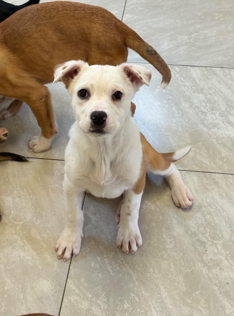 Enlarge Gro, a Adoptable mixed breed in Fort Lupton, CO image 3/6