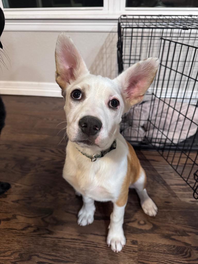 Enlarge Gro, a Adoptable mixed breed in Fort Lupton, CO image 4/6