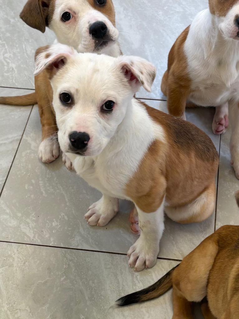 Enlarge Gro, a Adoptable mixed breed in Fort Lupton, CO image 5/6