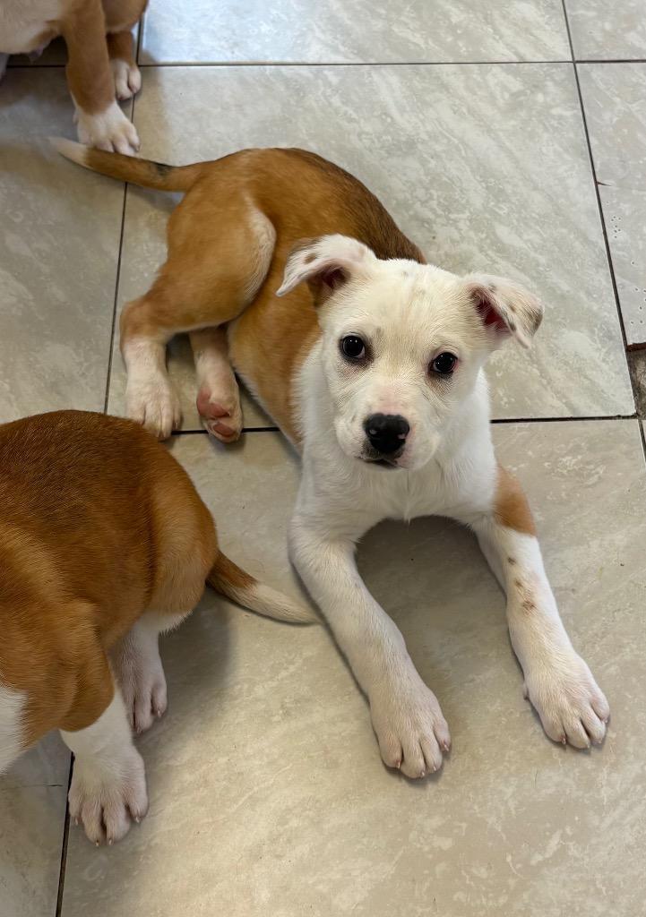 Enlarge Gro, a Adoptable mixed breed in Fort Lupton, CO image 6/6