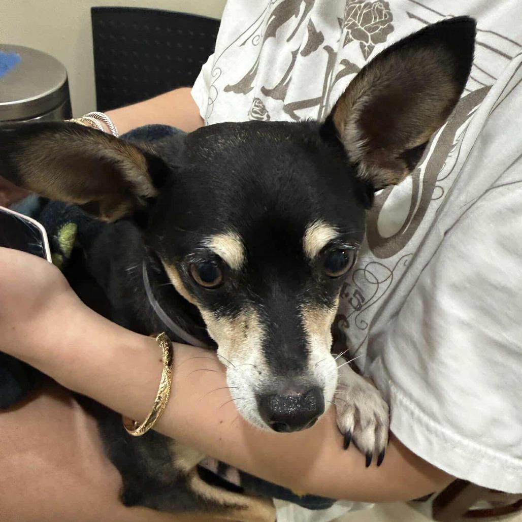 Pippa D10512 - Arriving 3/7