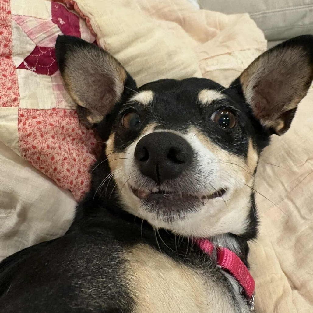 Pippa D10512 - Arriving 3/7 — thumbnail 3