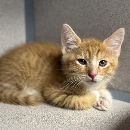 Tally and Tonto Domestic Short Hair Cat